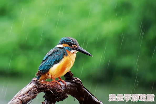 我在雨中等你一只鸟仔哮啾啾