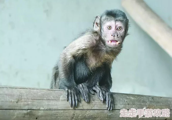 疯狂动物园帽子图鉴大全惊喜揭秘：精灵帽闪耀登场，解锁隐藏角色新福利！