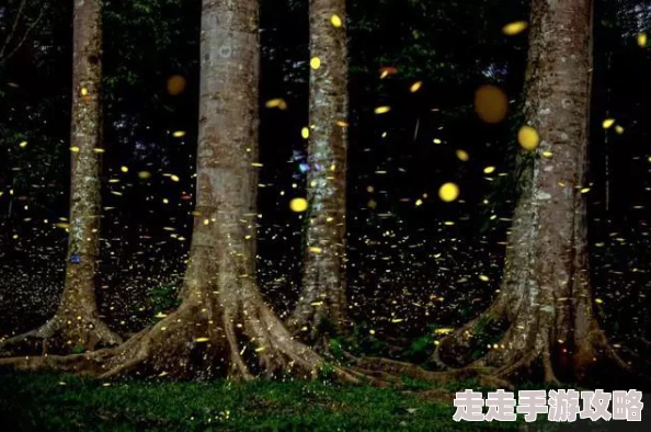 户外一级A片野外近日在山间露营地发现罕见萤火虫群飞舞景象