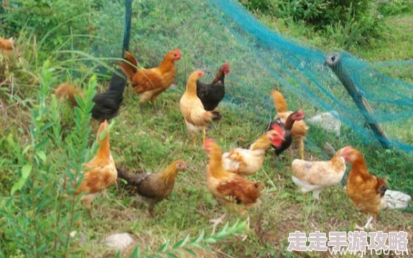胡桃和丘丘人繁殖后代，真是让人意想不到的组合，期待他们的故事发展！