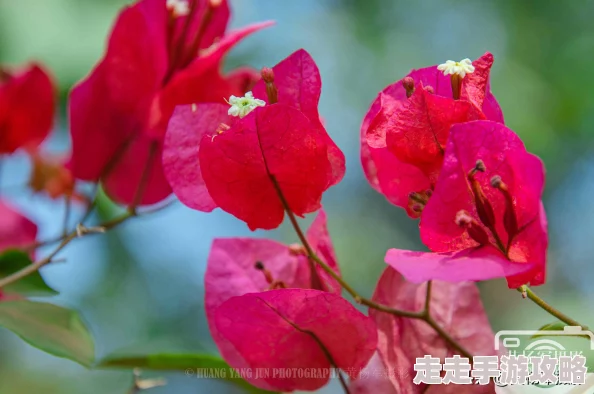 又黄又www的正能量：阳光下的花朵绽放美丽笑容