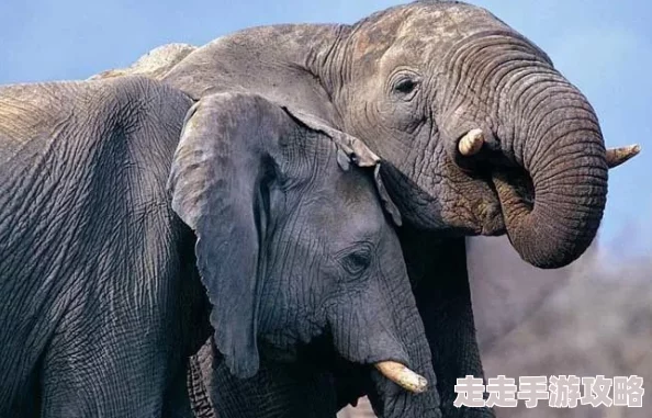 人与人配种无遮挡全过程 这是一部真实而直白的作品，深入探讨了人类情感与生理之间的复杂关系，值得一读。