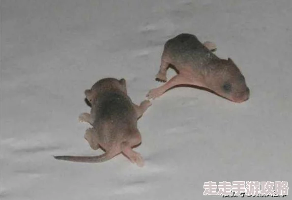 人与人配种无遮挡全过程 这是一部真实而直白的作品，深入探讨了人类情感与生理之间的复杂关系，值得一读。