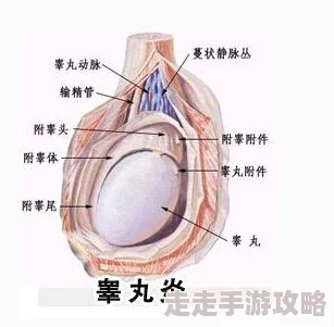 女生坐男生腿上睾丸疼正常吗图片睾丸疼痛可能是由于压迫或其他原因引起的