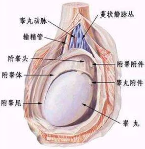 女生坐男生腿上睾丸疼正常吗图片睾丸疼痛可能是由于压迫或其他原因引起的