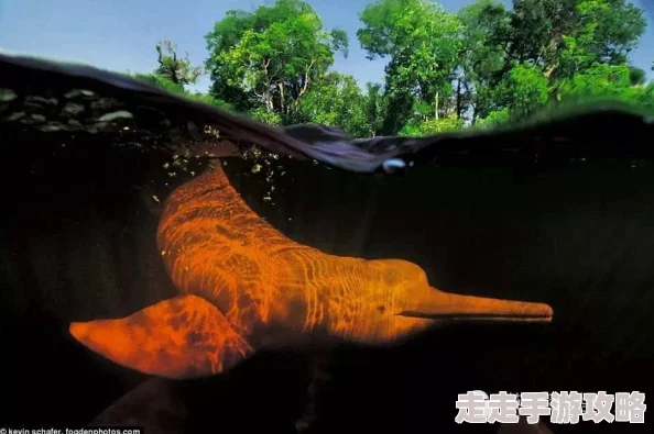 我好奇之黄这部纪录片揭示了自然界的奇妙与神秘，带你探索未知的领域