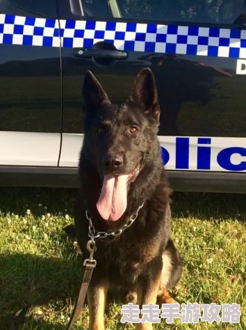 张警犬9分10秒头撞玻璃夸克这只警犬在训练中表现出色，勇敢无畏地完成任务