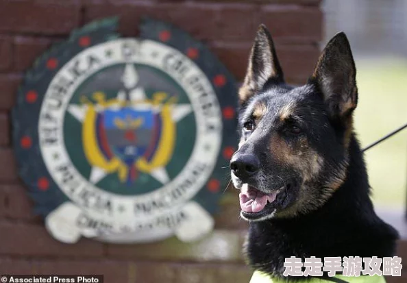 张警犬9分10秒头撞玻璃夸克这只警犬在训练中表现出色，勇敢无畏地完成任务