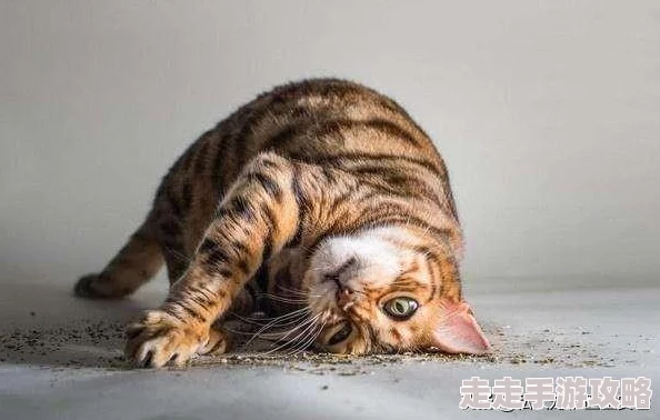 18个晚上禁用的原因是这些活动可能影响睡眠质量或健康