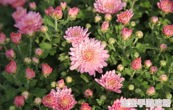 3p撑开菊眼h最近研究发现，菊花的开放与光照时间有关