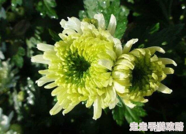 3p撑开菊眼h最近研究发现，菊花的开放与光照时间有关