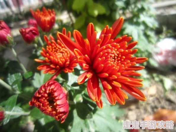 3p撑开菊眼h最近研究发现，菊花的开放与光照时间有关